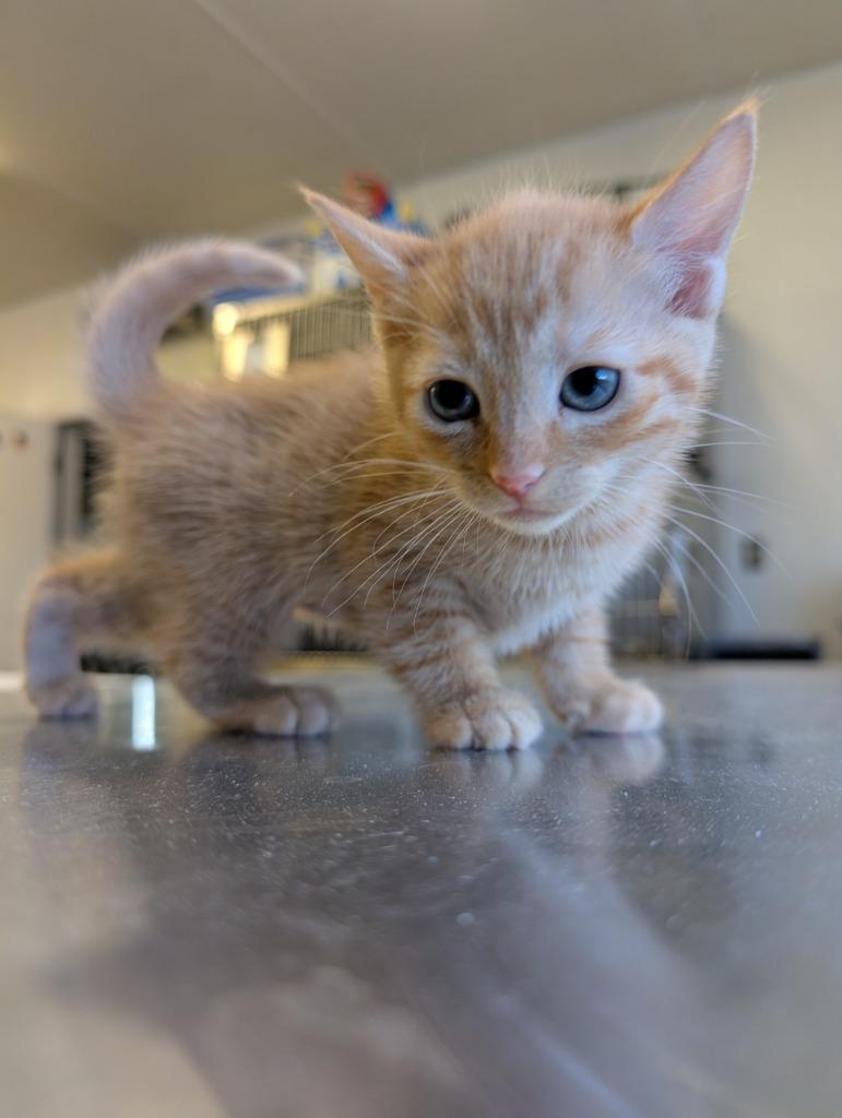 Rose 4, Adopted, Kitten Female Domestic Short Hair.
