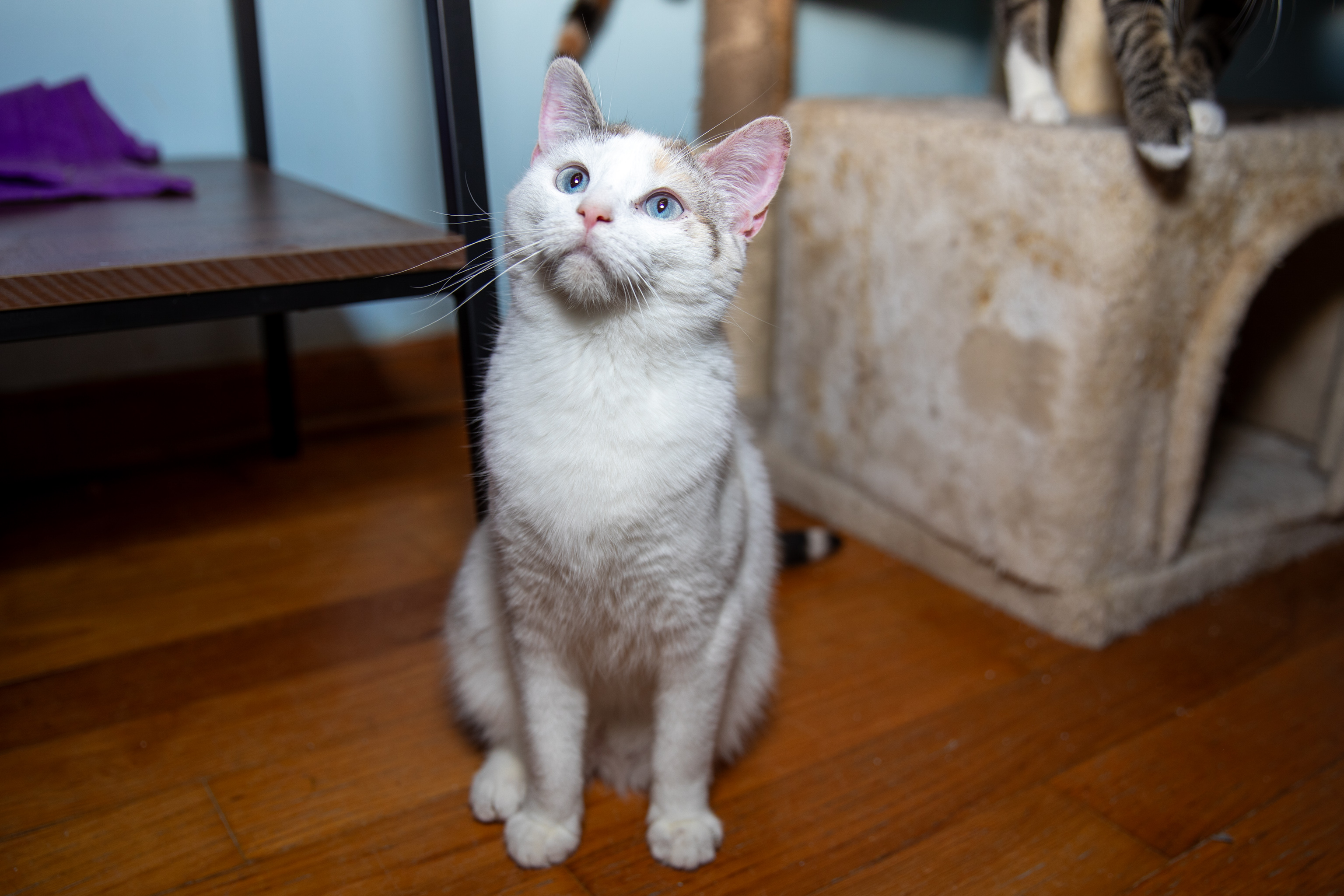 Sapphire thumbnail 2