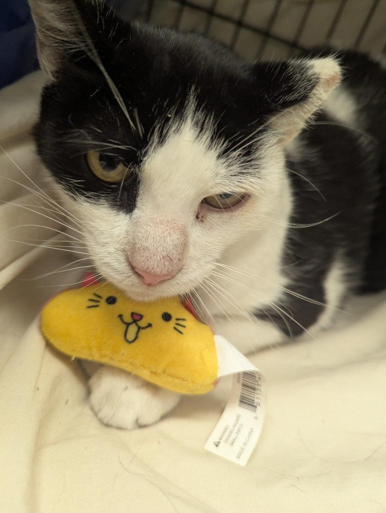 MOO MOO, Adopted, Adult Female Domestic Short Hair.