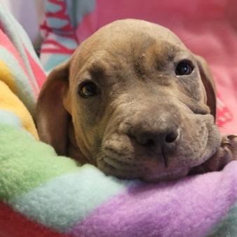Rugger (Brown), Adoptable, Puppy Male Mixed Breed.
