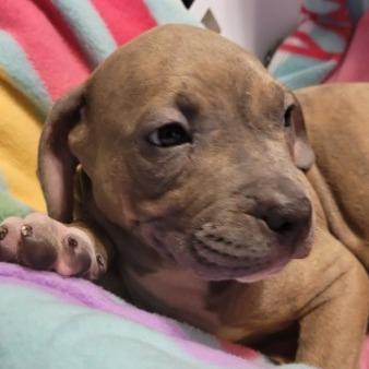 Enlarge Rugger (Brown), a Adoptable Mixed Breed in Allyn, WA image 2/5