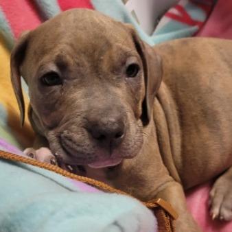 Enlarge Rugger (Brown), a Adoptable Mixed Breed in Allyn, WA image 3/5