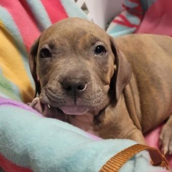 Enlarge Rugger (Brown), a Adoptable Mixed Breed in Allyn, WA image 5/5