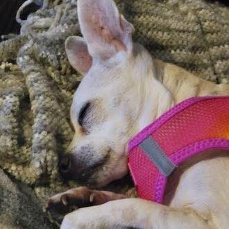 Enlarge Trixie, a Adoptable Chihuahua in St. Petersburg, FL image 6/6