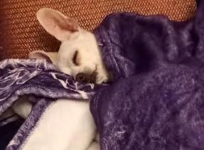 Enlarge Trixie, a Adoptable Chihuahua in St. Petersburg, FL image 2/6