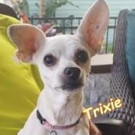 Enlarge Trixie, a Adoptable Chihuahua in St. Petersburg, FL image 1/6