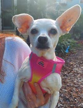 Enlarge Trixie, a Adoptable Chihuahua in St. Petersburg, FL image 3/6