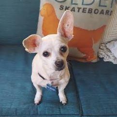 Enlarge Trixie, a Adoptable Chihuahua in St. Petersburg, FL image 5/6