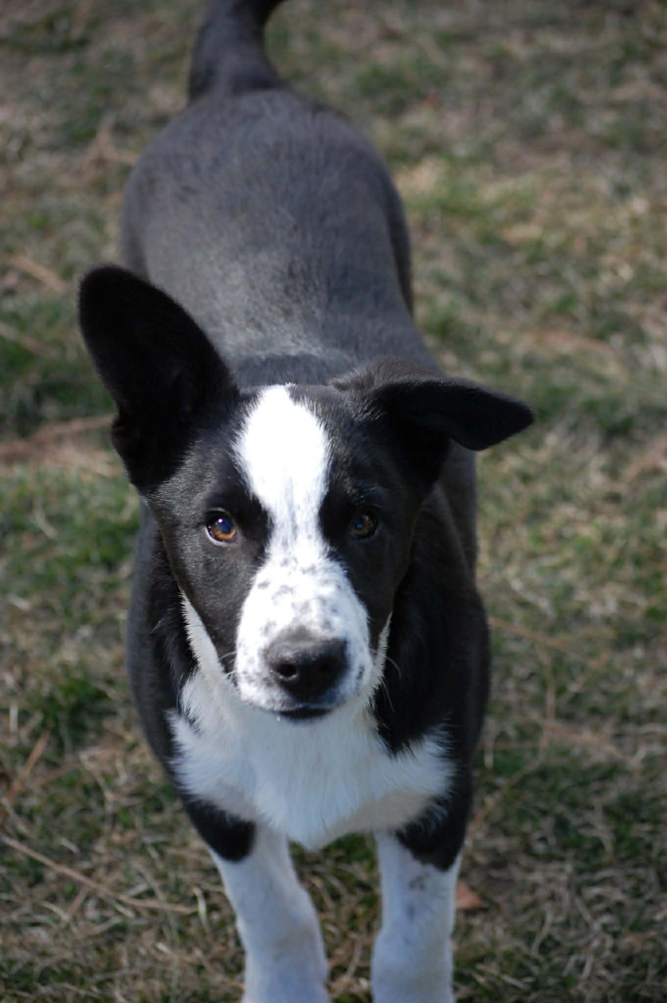 Moe, adopted, Puppy Male Border Collie.