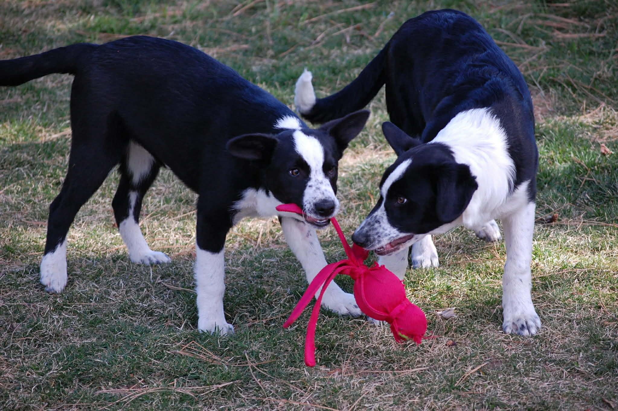 Moe, an adopted mixed breed in Bend, OR image 2/2