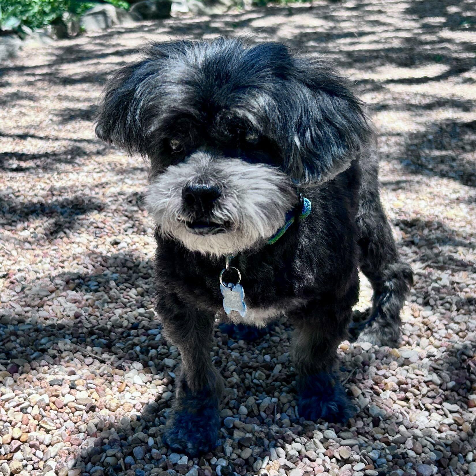 Phoenix, Adoptable, Senior Male Miniature Poodle.