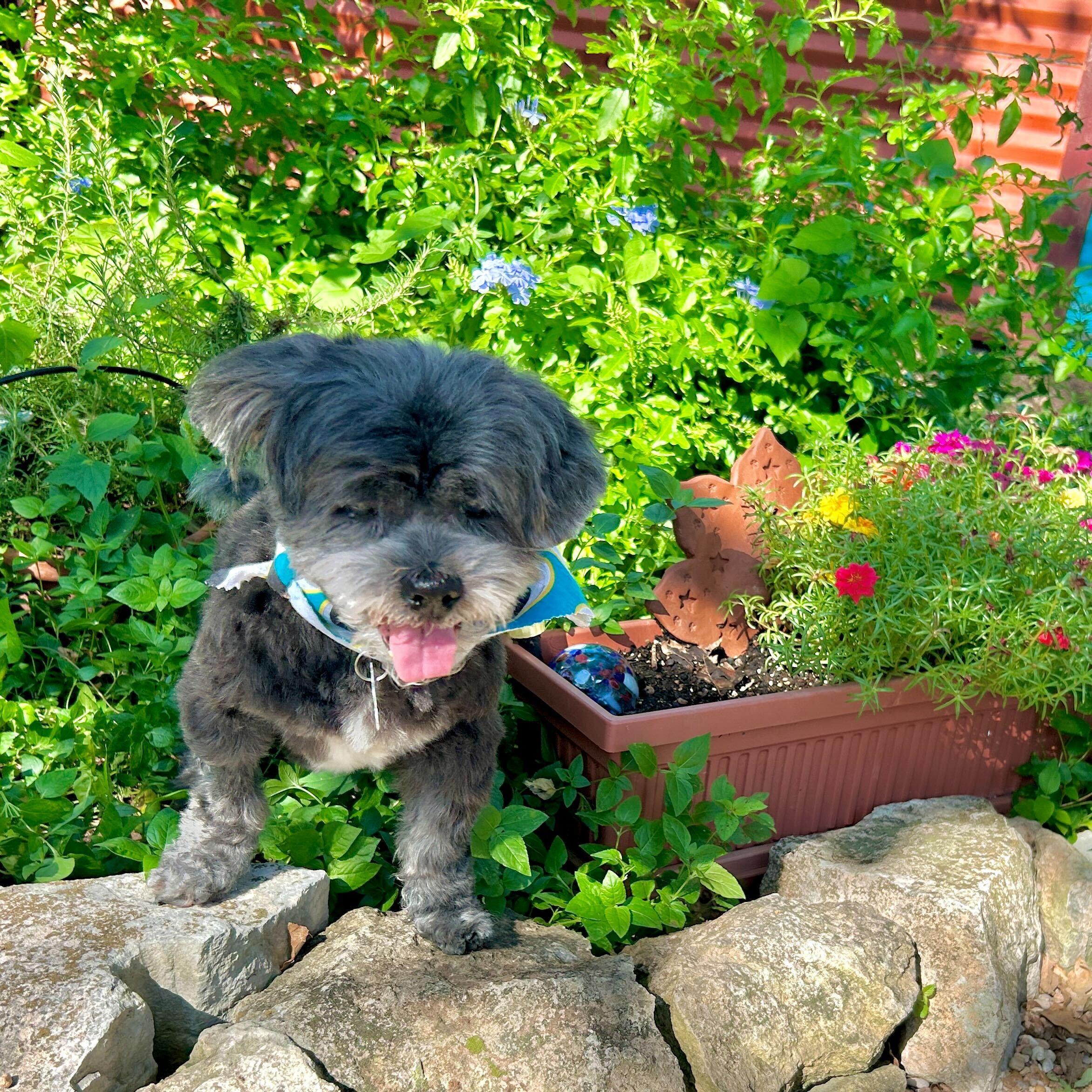 Phoenix, a Adoptable Miniature Poodle in Garland, TX image 5/5