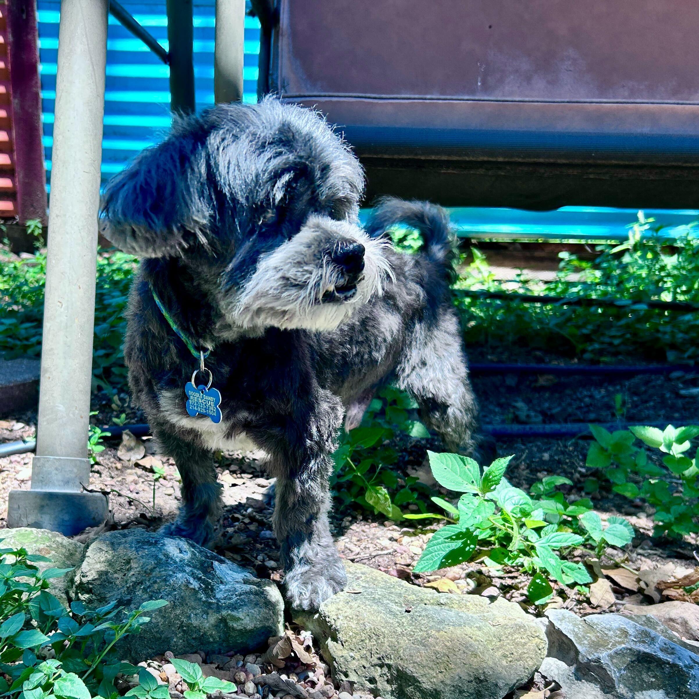 Phoenix, a Adoptable Miniature Poodle in Garland, TX image 4/5