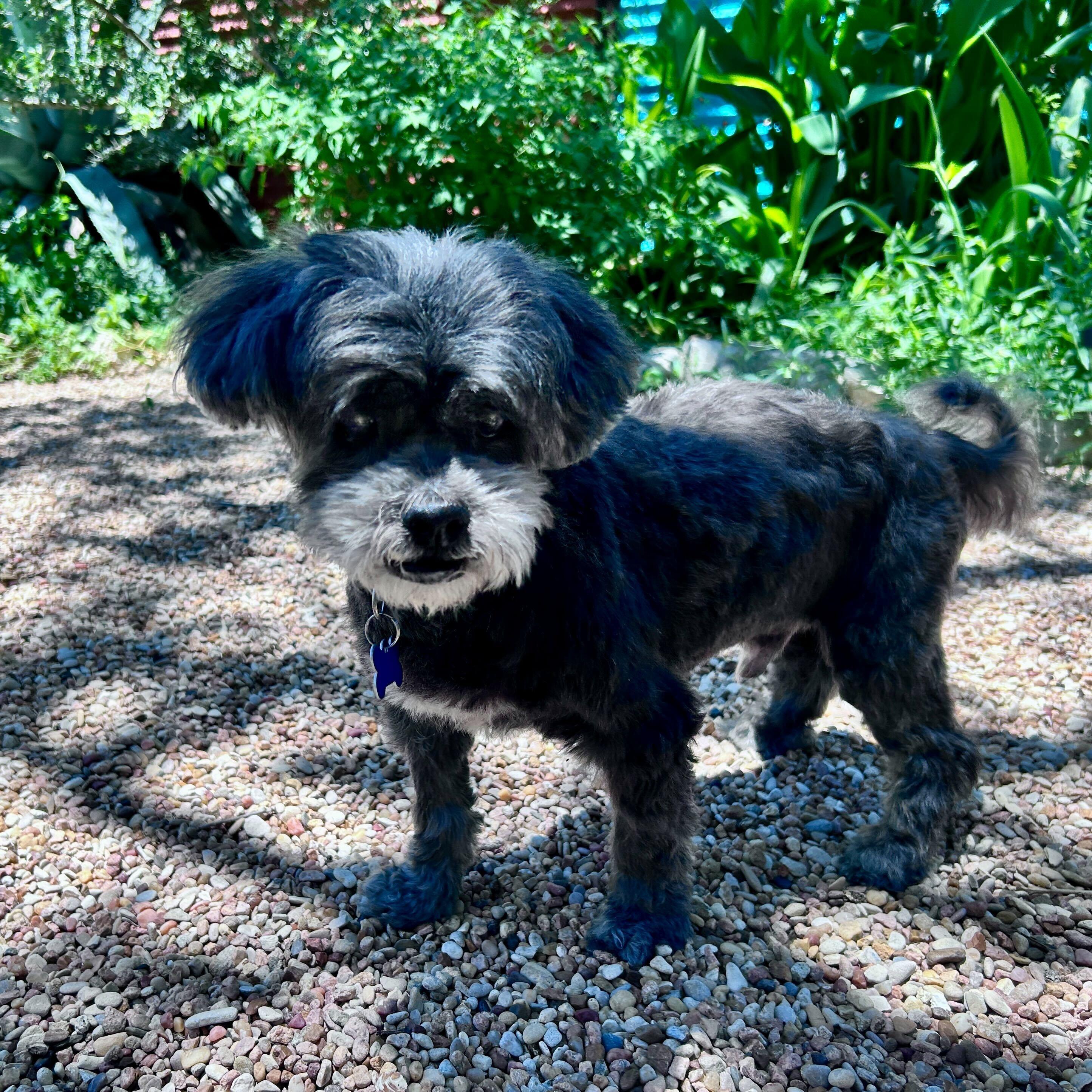 Phoenix, a Adoptable Miniature Poodle in Garland, TX image 2/5