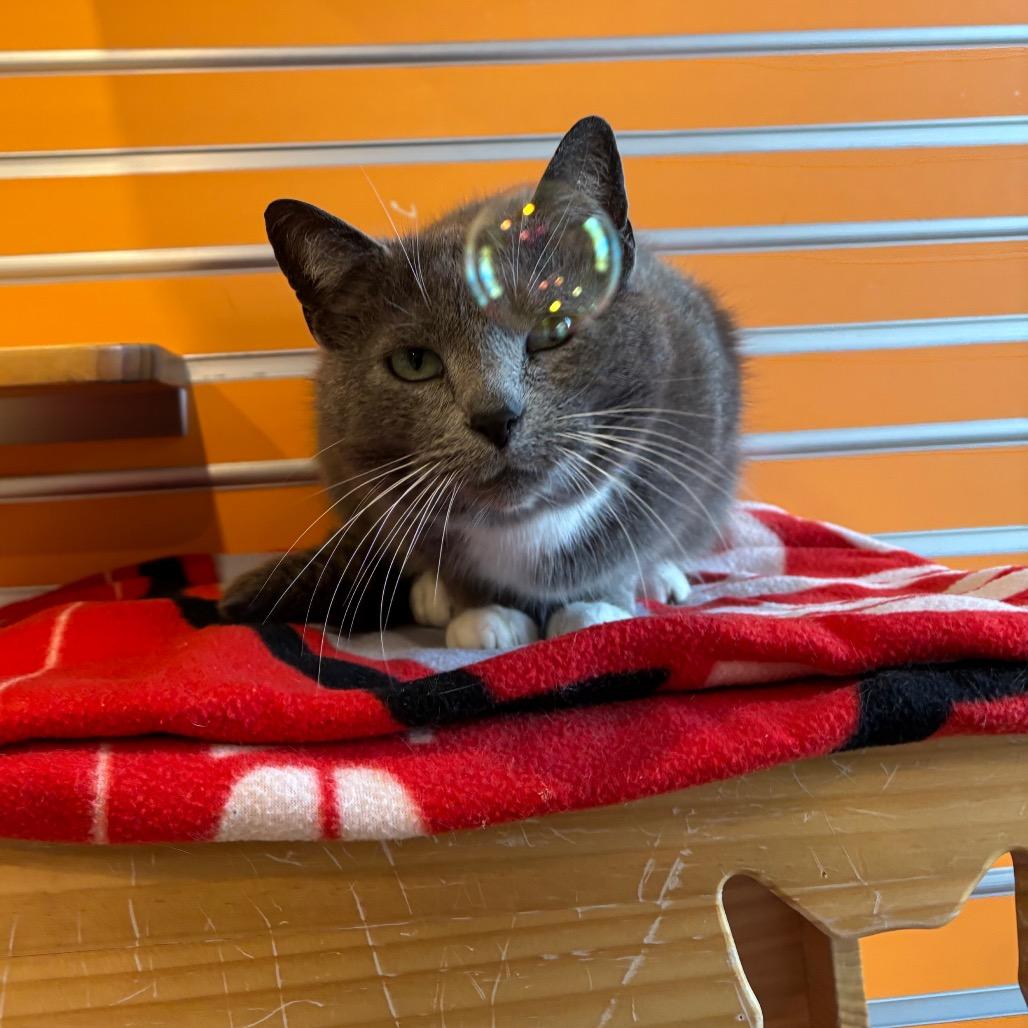 Georgia, Adoptable, Adult Female Domestic Short Hair.