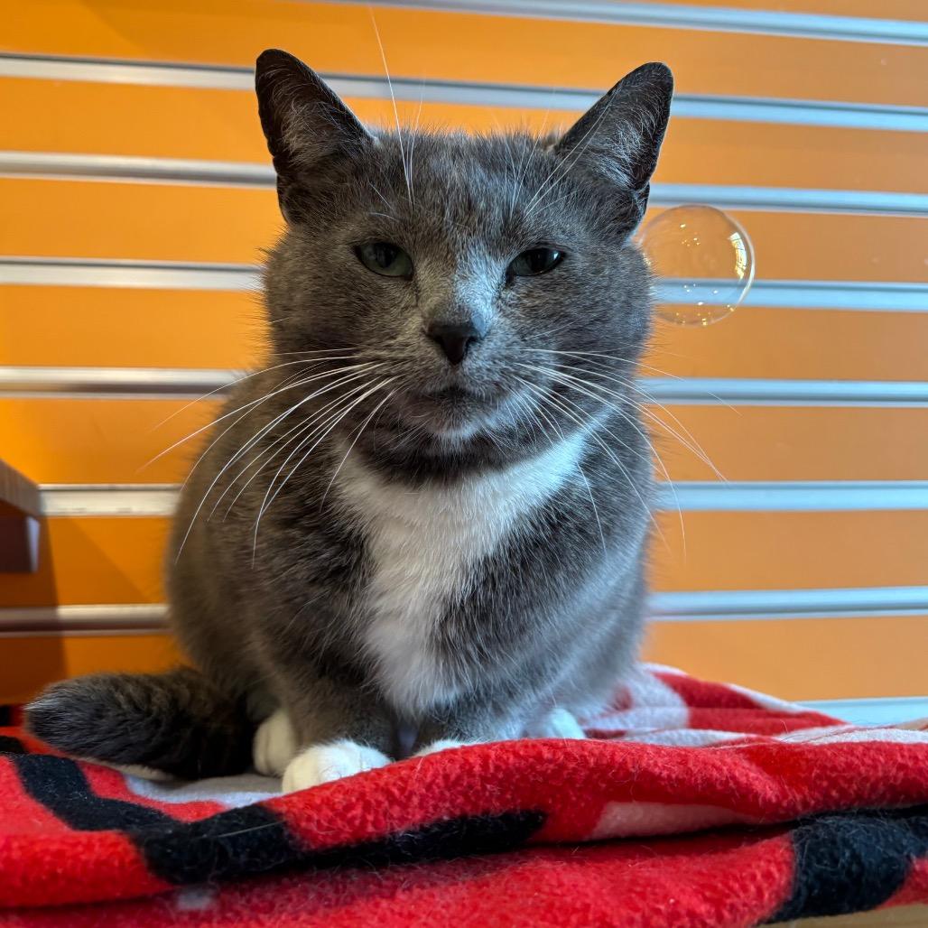 Enlarge Georgia, a Adoptable Domestic Short Hair in Washington Township, OH image 2/6