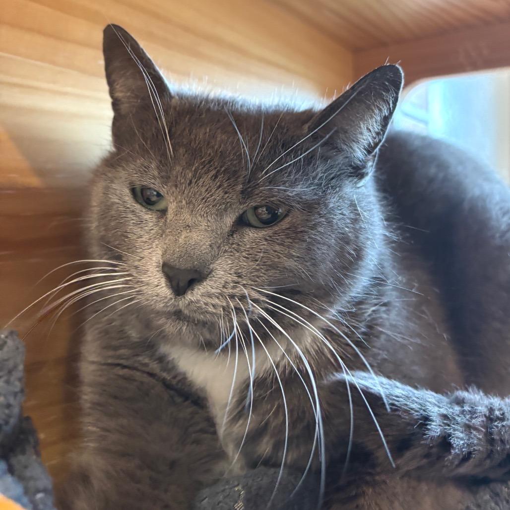 Enlarge Georgia, a Adoptable Domestic Short Hair in Washington Township, OH image 3/6