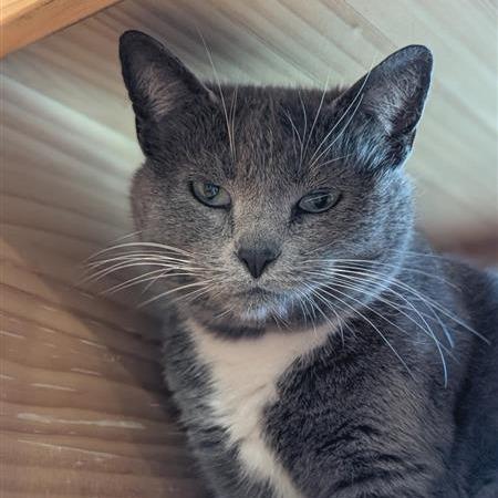 Enlarge Georgia, a Adoptable Domestic Short Hair in Washington Township, OH image 4/6