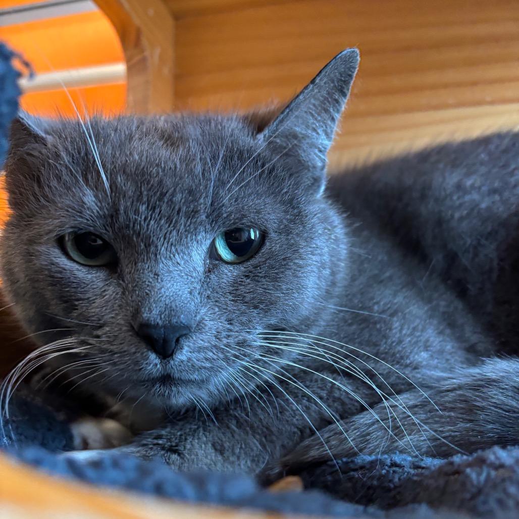 Enlarge Georgia, a Adoptable Domestic Short Hair in Washington Township, OH image 5/6