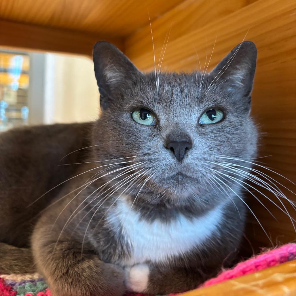 Enlarge Georgia, a Adoptable Domestic Short Hair in Washington Township, OH image 6/6