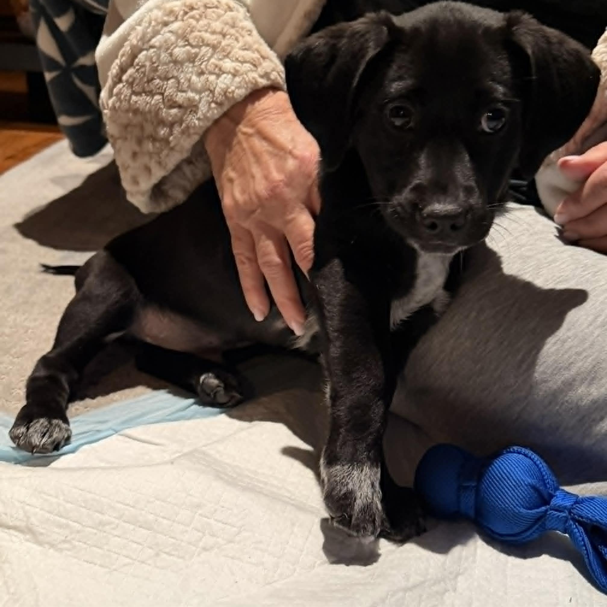 Enlarge Parsnip, a ADOPTABLE mixed breed in Danbury, CT image 4/5