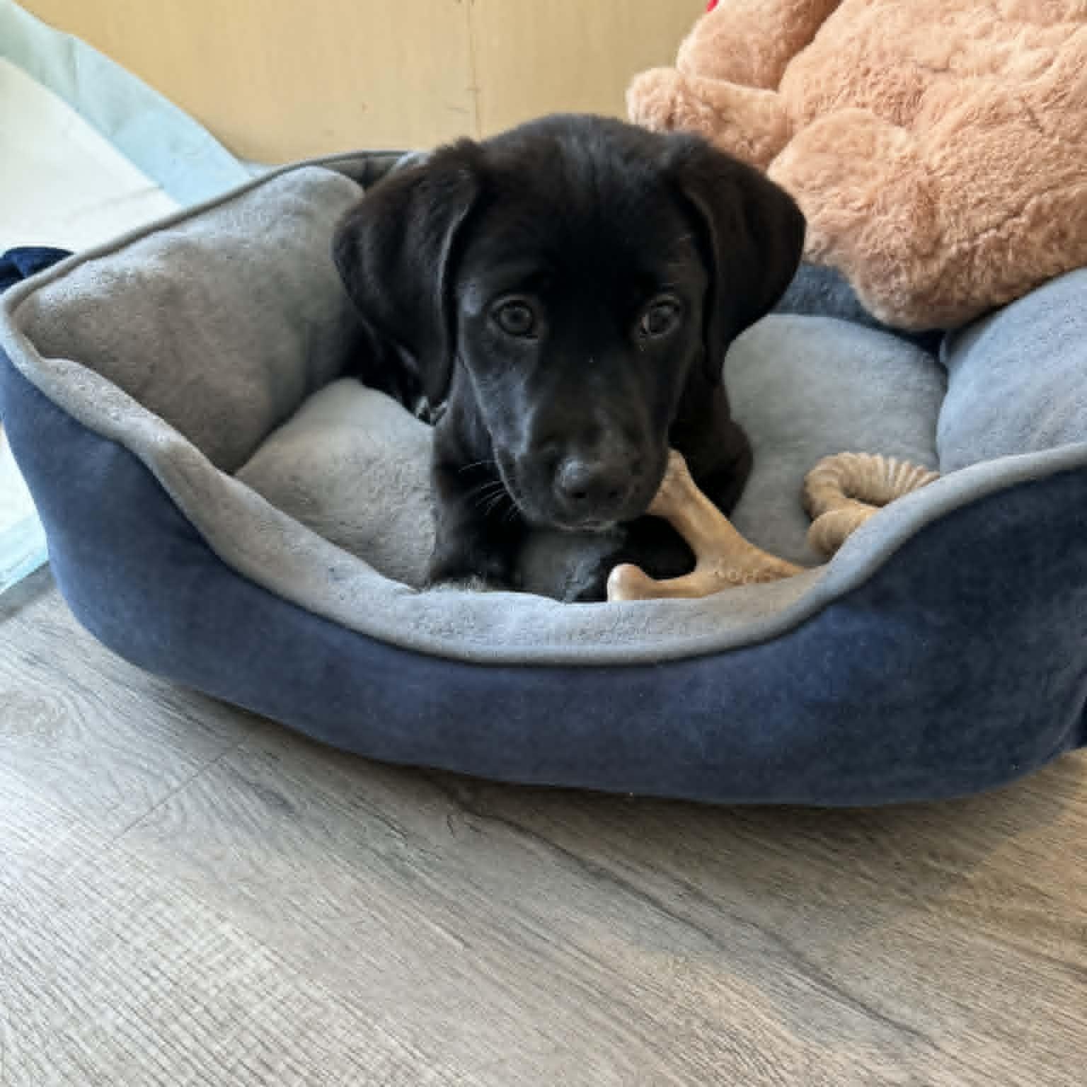 Enlarge Parsnip, a ADOPTABLE mixed breed in Danbury, CT image 3/5