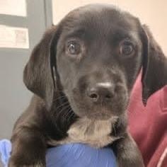 Enlarge Parsnip, a ADOPTABLE mixed breed in Danbury, CT image 1/5