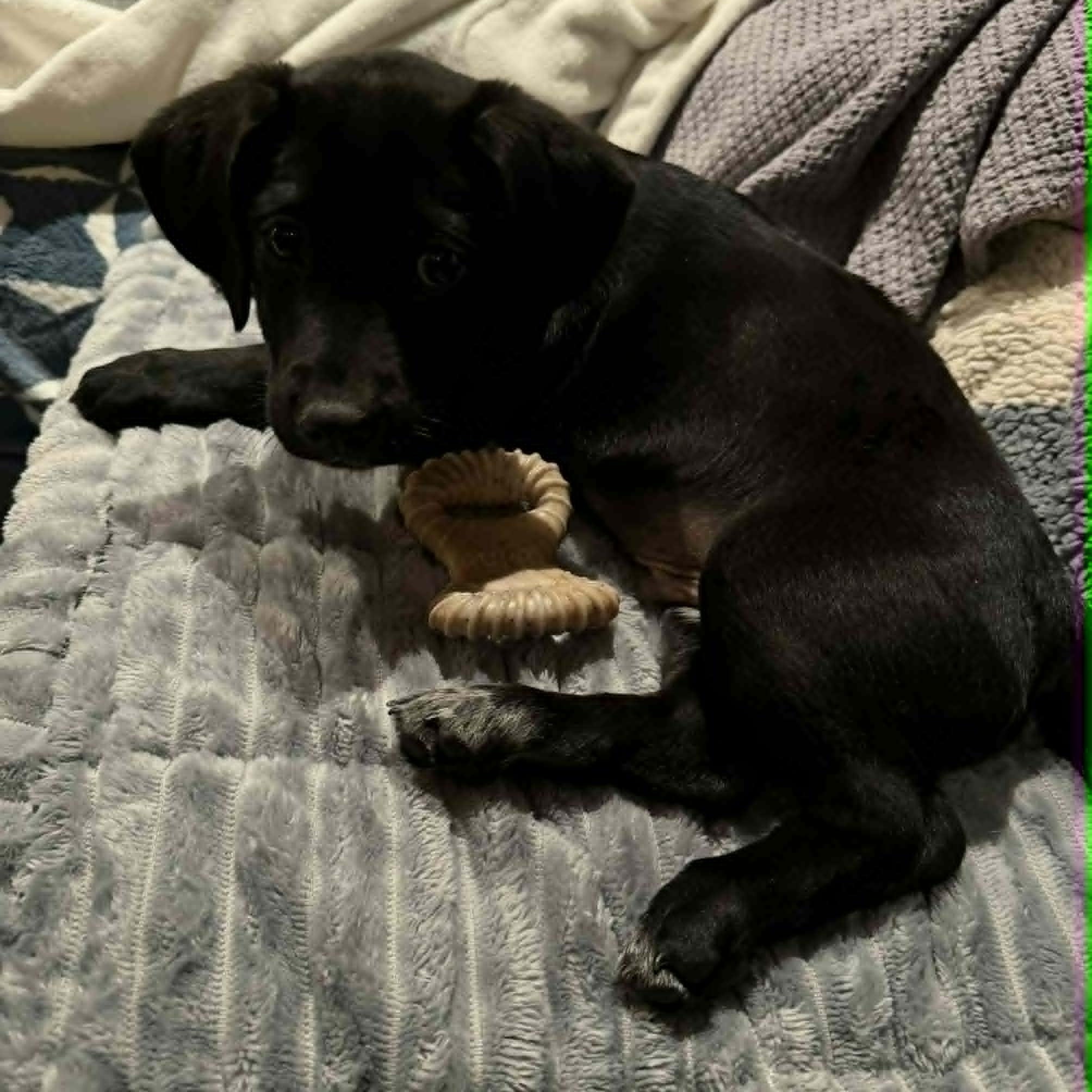 Enlarge Parsnip, a ADOPTABLE mixed breed in Danbury, CT image 5/5