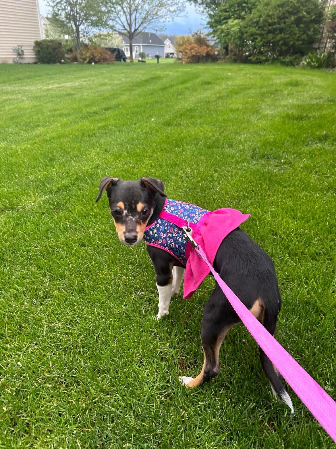 Enlarge Bingo, a ADOPTABLE Mixed Breed in Rochester , NY image 3/6