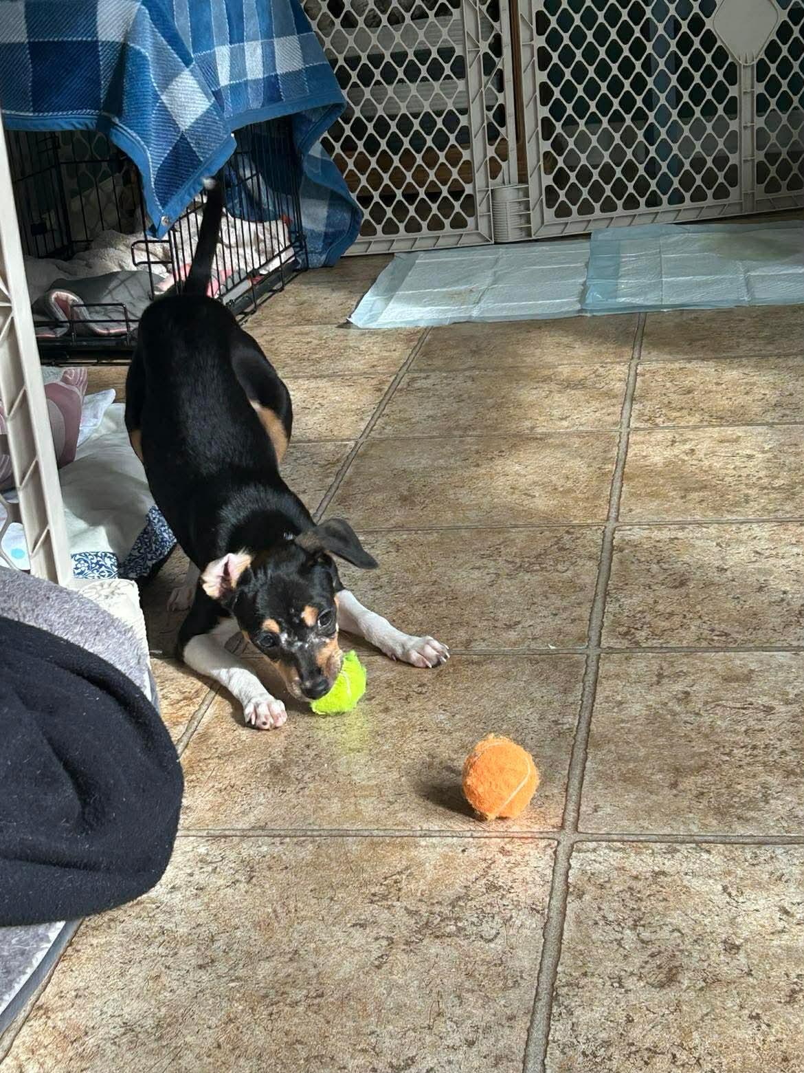 Enlarge Bingo, a ADOPTABLE Mixed Breed in Rochester , NY image 6/6