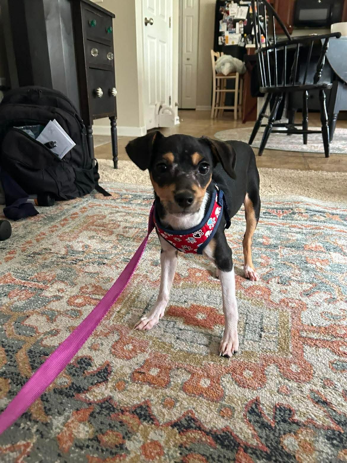 Enlarge Bingo, a ADOPTABLE Mixed Breed in Rochester , NY image 4/6