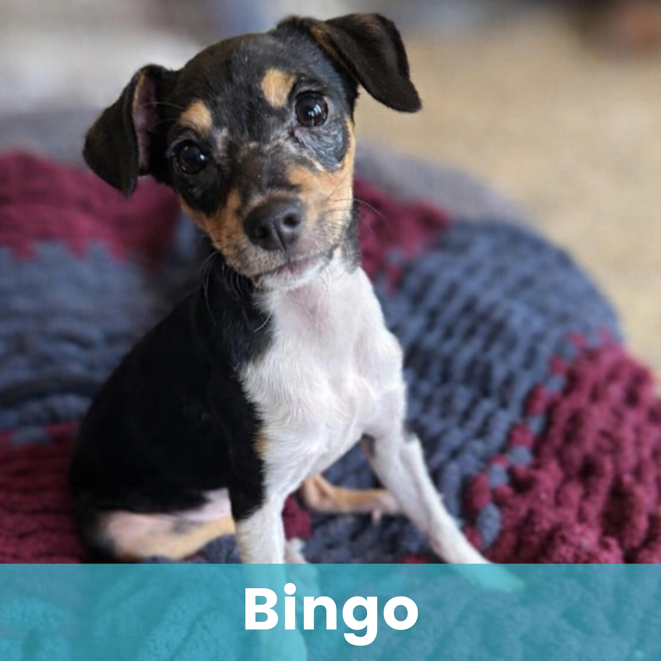 Bingo, ADOPTABLE, Puppy Female Mixed Breed.