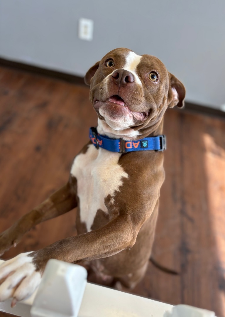 Enlarge Sasha, a Adopted mixed breed in Auburn, AL image 1/4