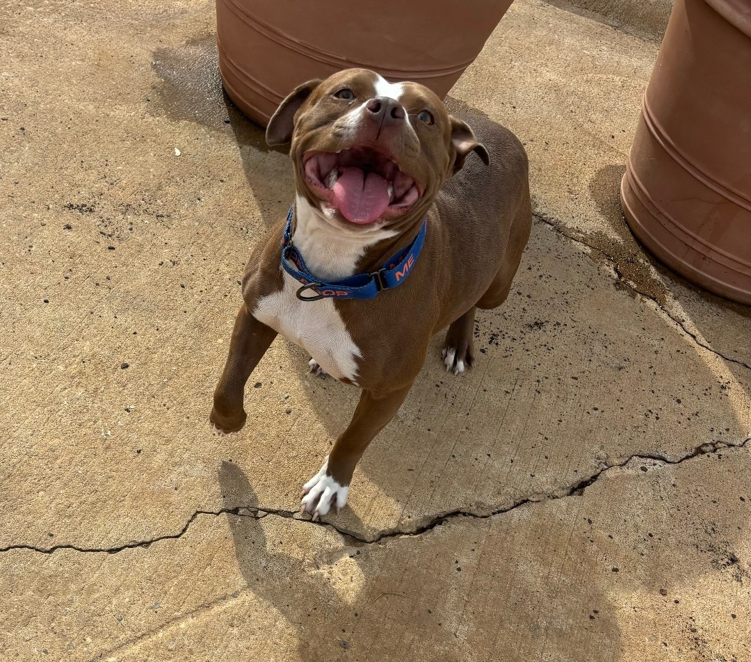 Enlarge Sasha, a Adopted mixed breed in Auburn, AL image 2/4