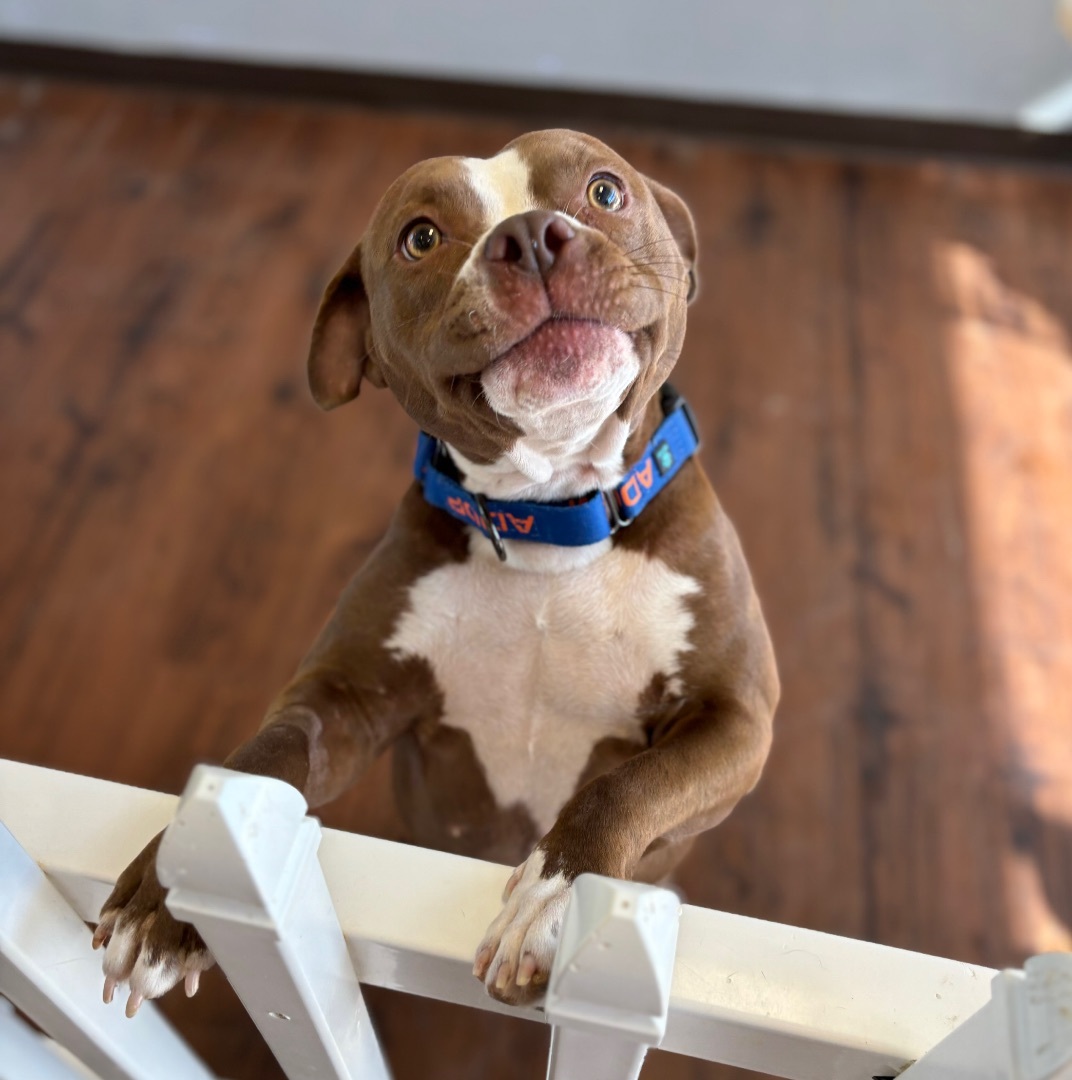 Enlarge Sasha, a Adopted mixed breed in Auburn, AL image 3/4