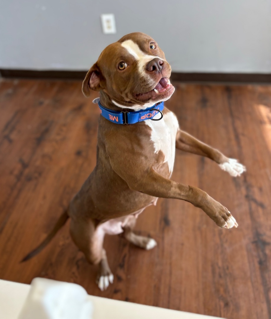 Enlarge Sasha, a Adopted mixed breed in Auburn, AL image 4/4