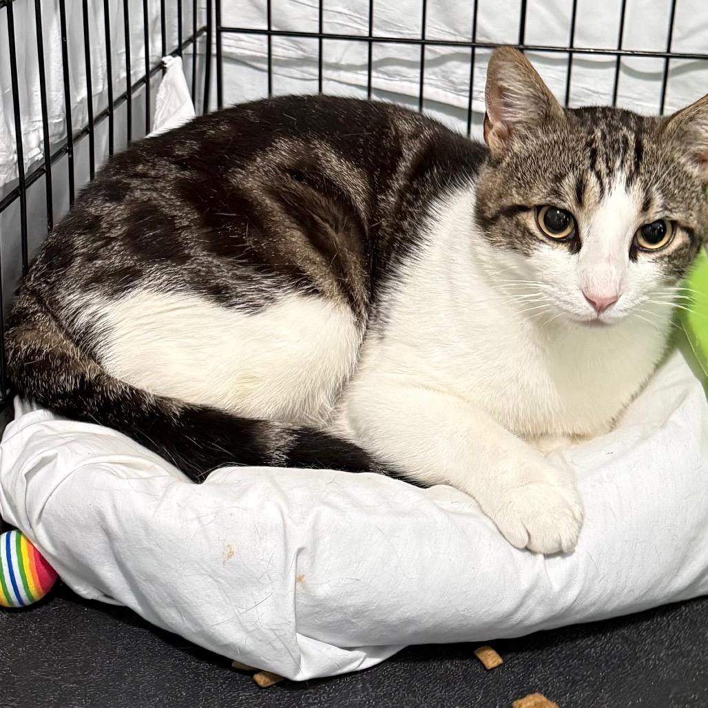 Astro 2025, a Adoptable Domestic Short Hair in Bensalem, PA image 1/5