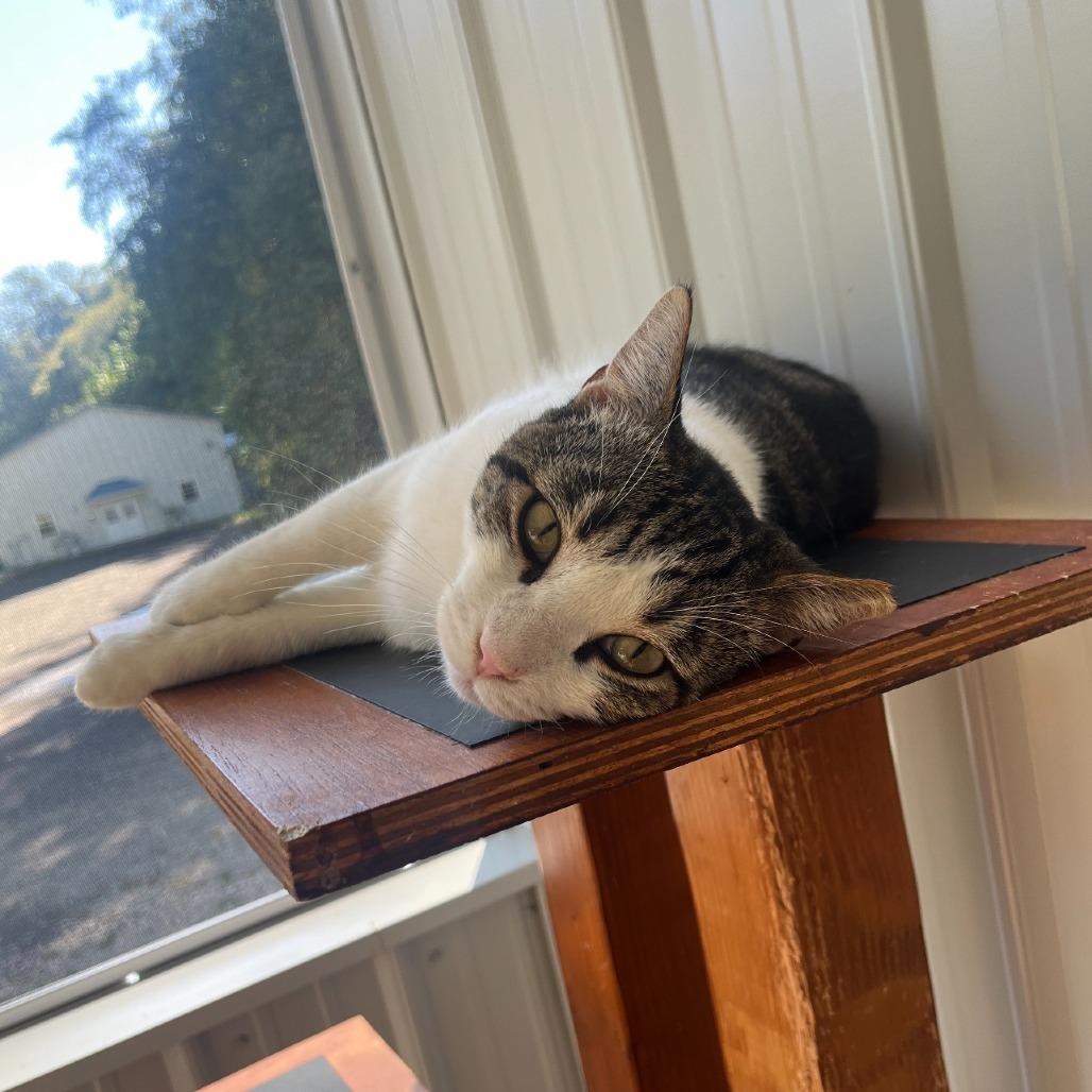 Astro 2025, a Adoptable Domestic Short Hair in Bensalem, PA image 2/5