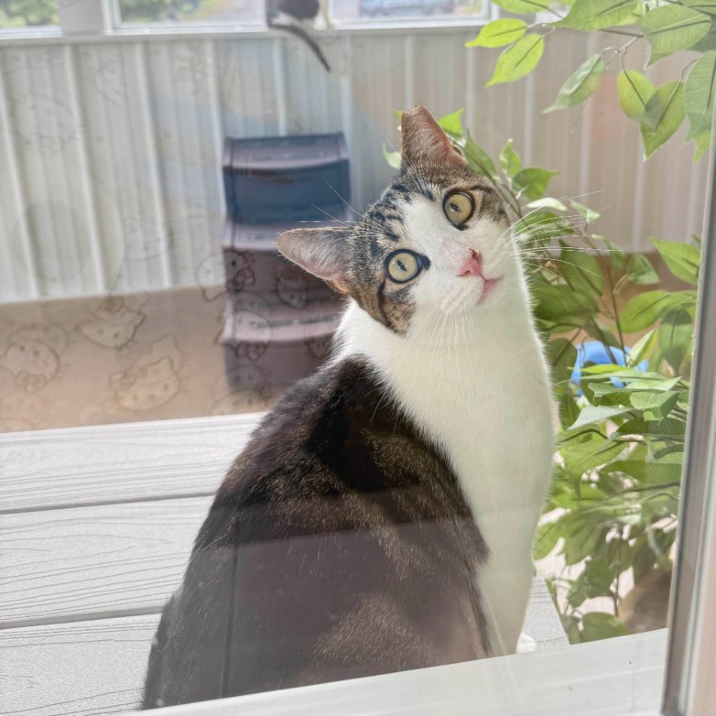 Astro 2025, a Adoptable Domestic Short Hair in Bensalem, PA image 3/5