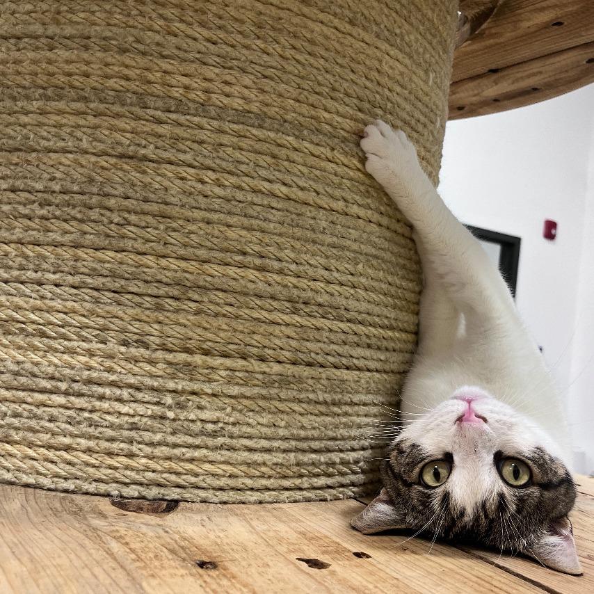 Astro 2025, a Adoptable Domestic Short Hair in Bensalem, PA image 4/5