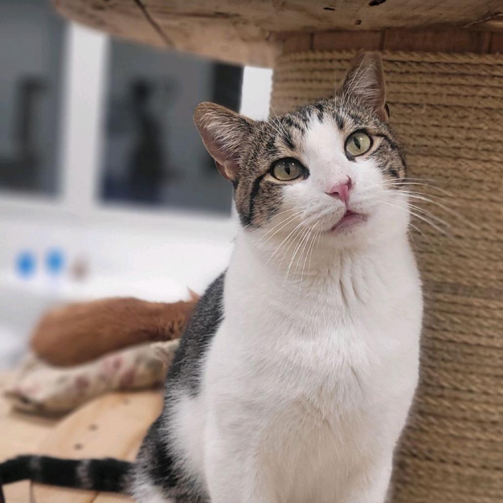 Astro 2025, a Adoptable Domestic Short Hair in Bensalem, PA image 5/5