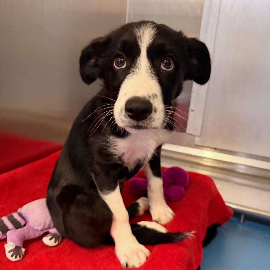 Shakira, Adoptable, Puppy Female Husky & Mixed Breed.