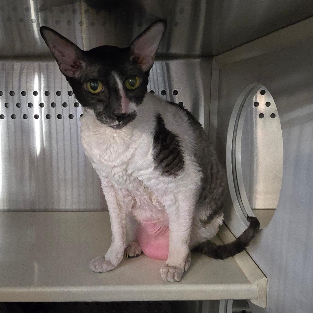 Smudge, a Adoptable Cornish Rex in Denver, CO image 1/5