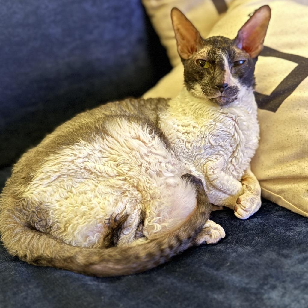 Smudge, a Adoptable Cornish Rex in Denver, CO image 2/5