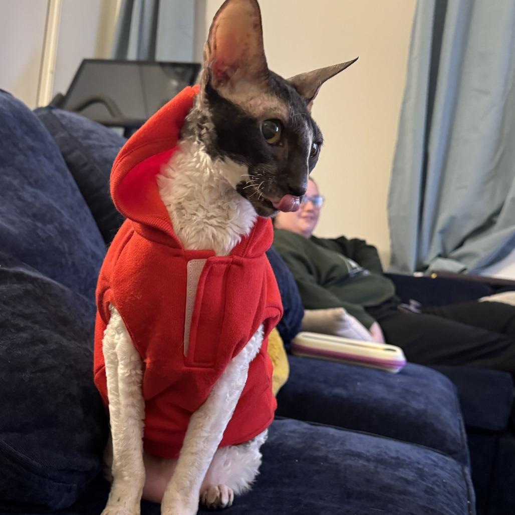 Smudge, a Adoptable Cornish Rex in Denver, CO image 3/5