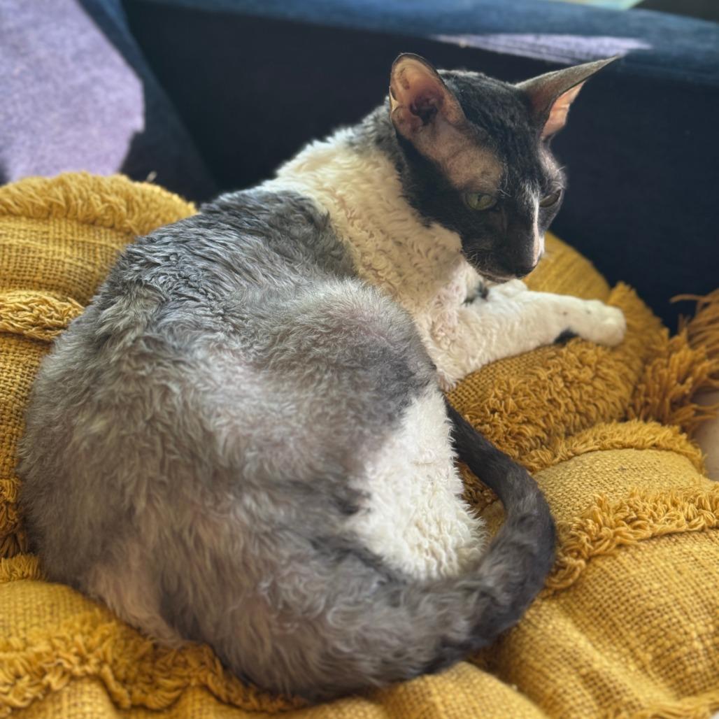 Smudge, Adoptable, Senior Male Cornish Rex.