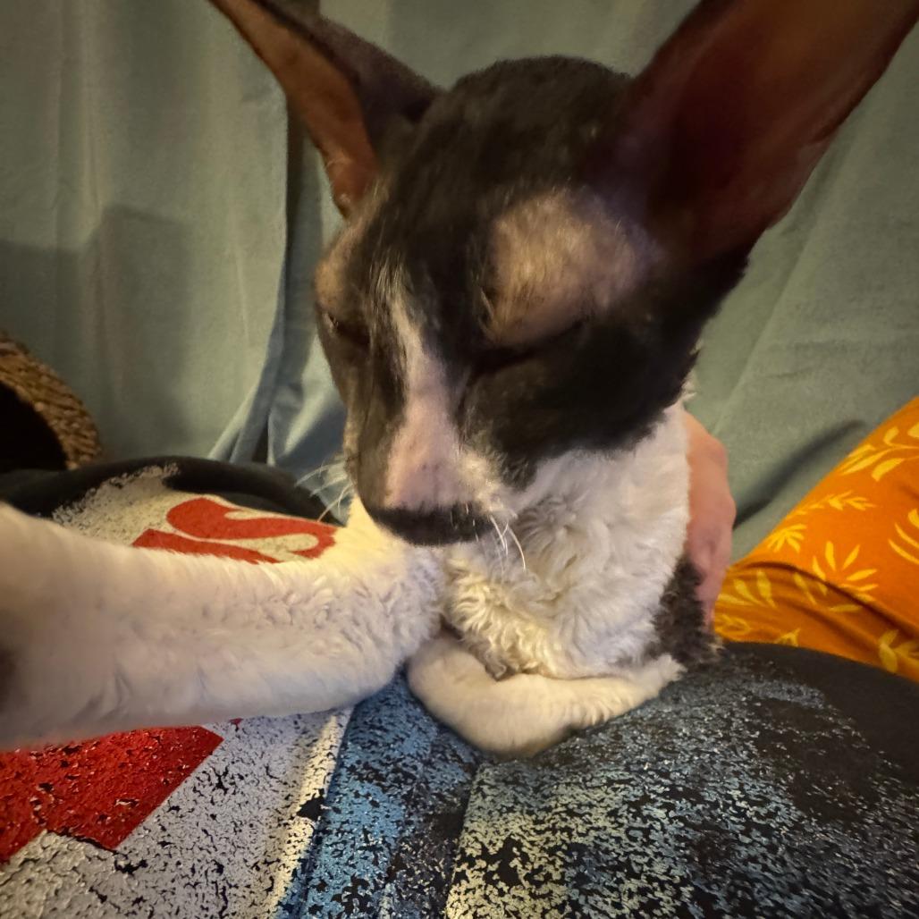 Smudge, a Adoptable Cornish Rex in Denver, CO image 5/5