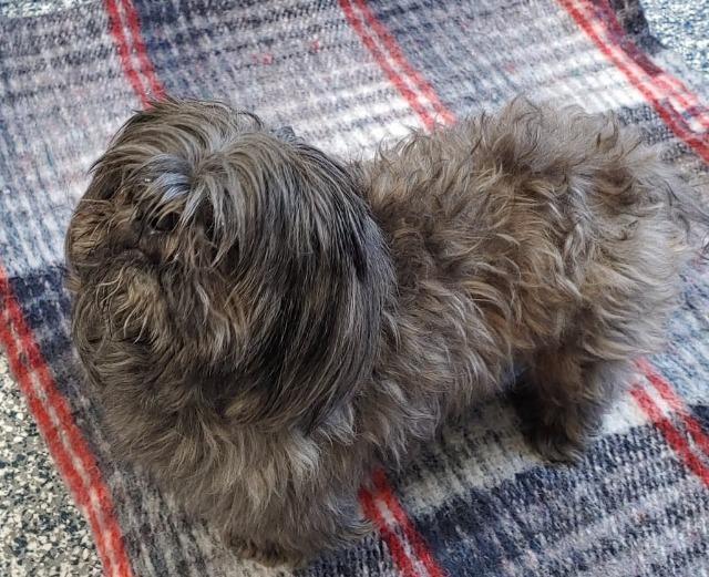 Enlarge Ewok (Jameson), a Adopted mixed breed in Bemidji, MN image 1/1