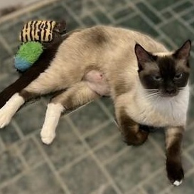 Sheba, a Adoptable Siamese in Shingletown, CA image 3/3