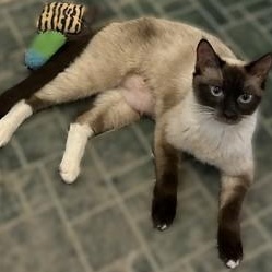 Sheba, Adoptable, Young Female Siamese.